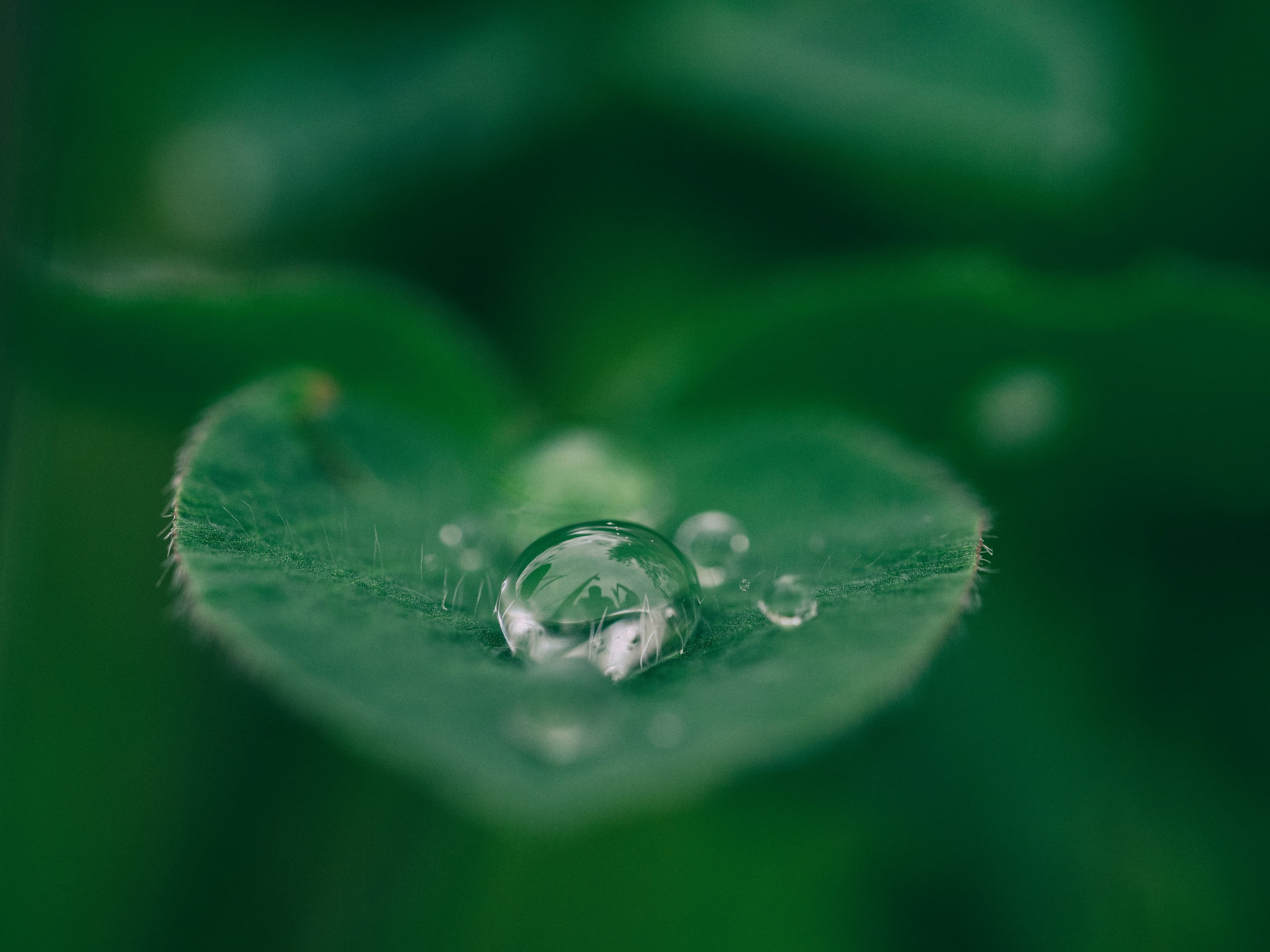Goutte d'eau sur une feuille — pureté et renouveau